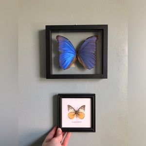 🦋 Pair of Preserved Framed Butterflies 🦋